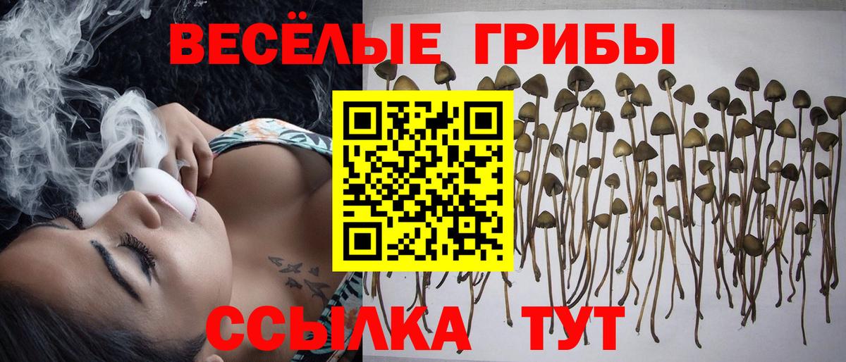 Галлюциногенные грибы Psilocybine cubensis Евпатория